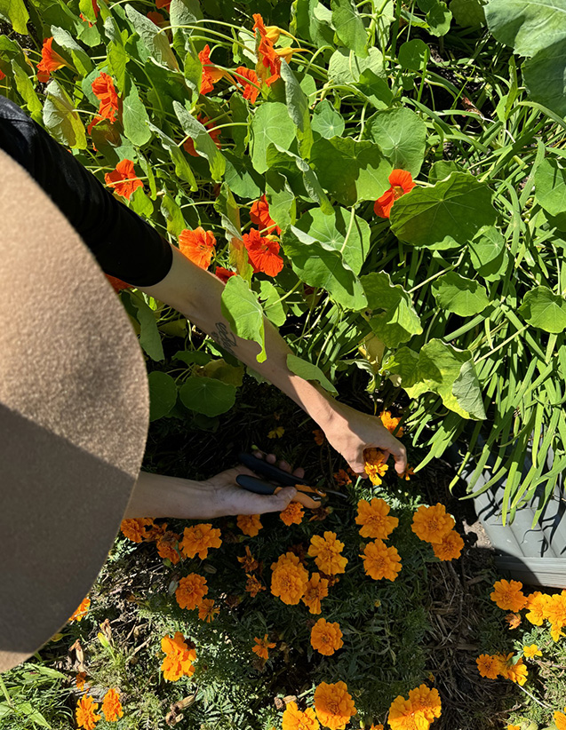 Veggie patch consultant